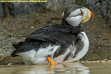 norned puffin